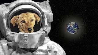اول حيوان صعد الفضاء