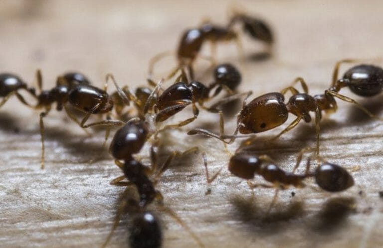 سبب ظهور النمل في البيت