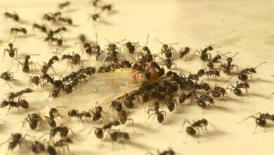 كثرة النمل في البيت ابن باز