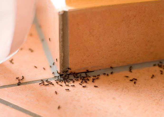 ما حكم قتل النمل في البيوت ؟