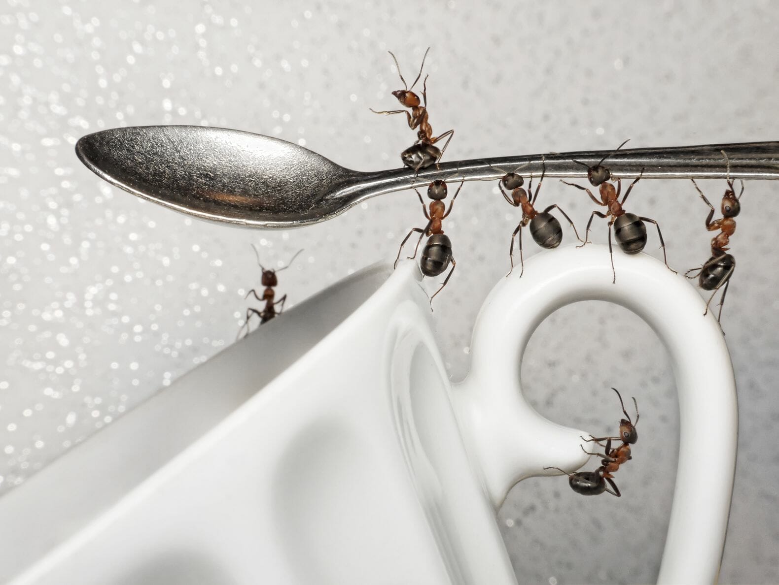كثرة النمل في المطبخ