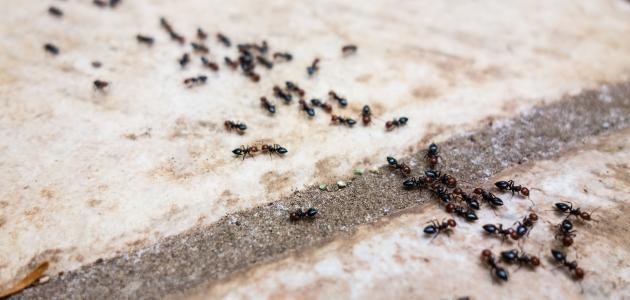 ظهور النمل في البيت فجأة عالم حواء