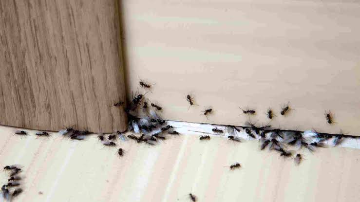 كثرة النمل الاحمر في البيت