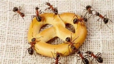 مخاطبة النمل للخروج من المنزل